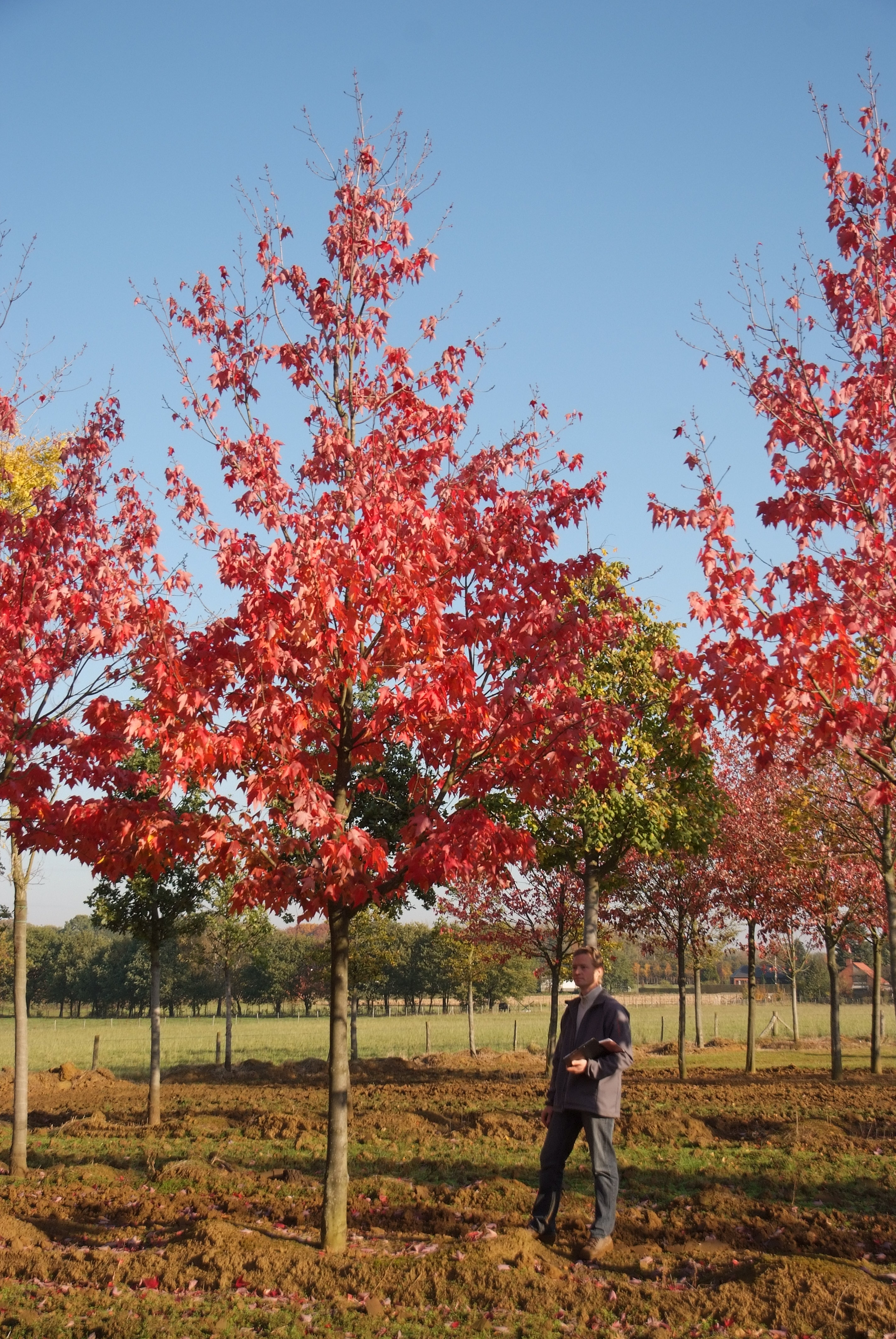 ცაცხვი - რუბრუმ მორგანი